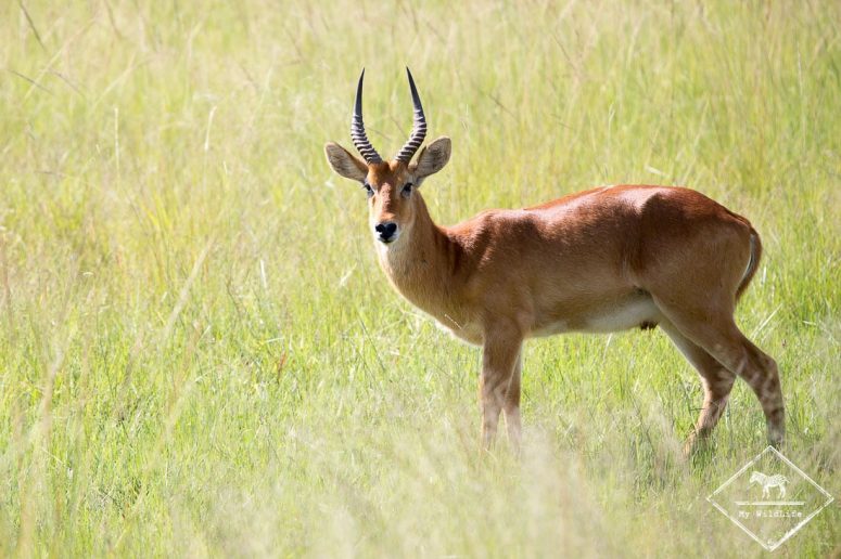 Puku, parc national Mosi Oa Tunya
