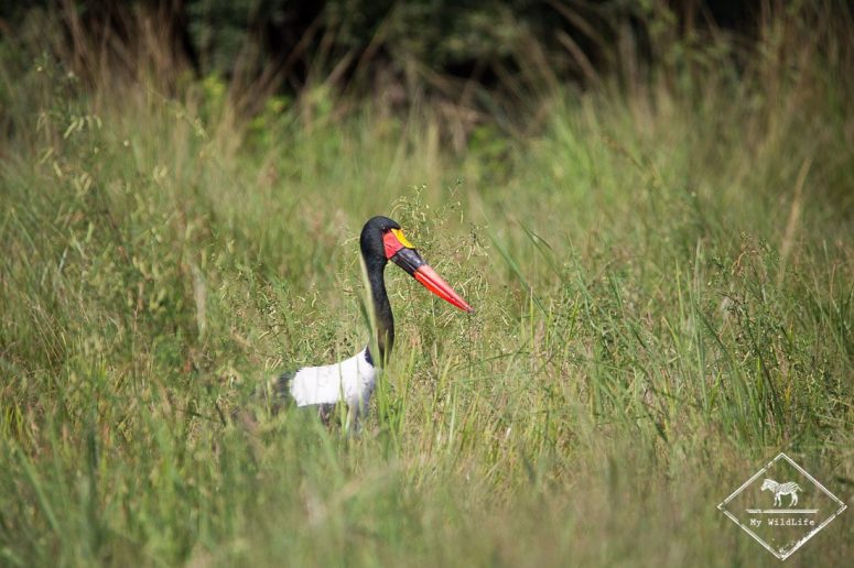 Jabiru d'Afrique, parc national Mosi Oa Tunya