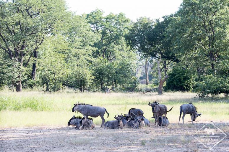Gnous, parc national Mosi Oa Tunya