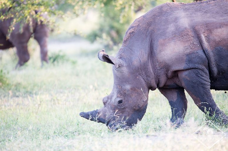 Rhinocéros blanc, parc national Mosi Oa Tunya