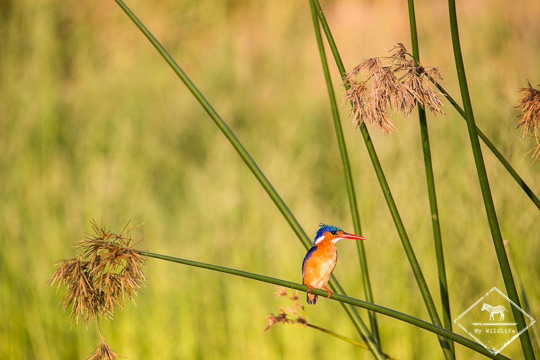 Martin-pêcheur huppé