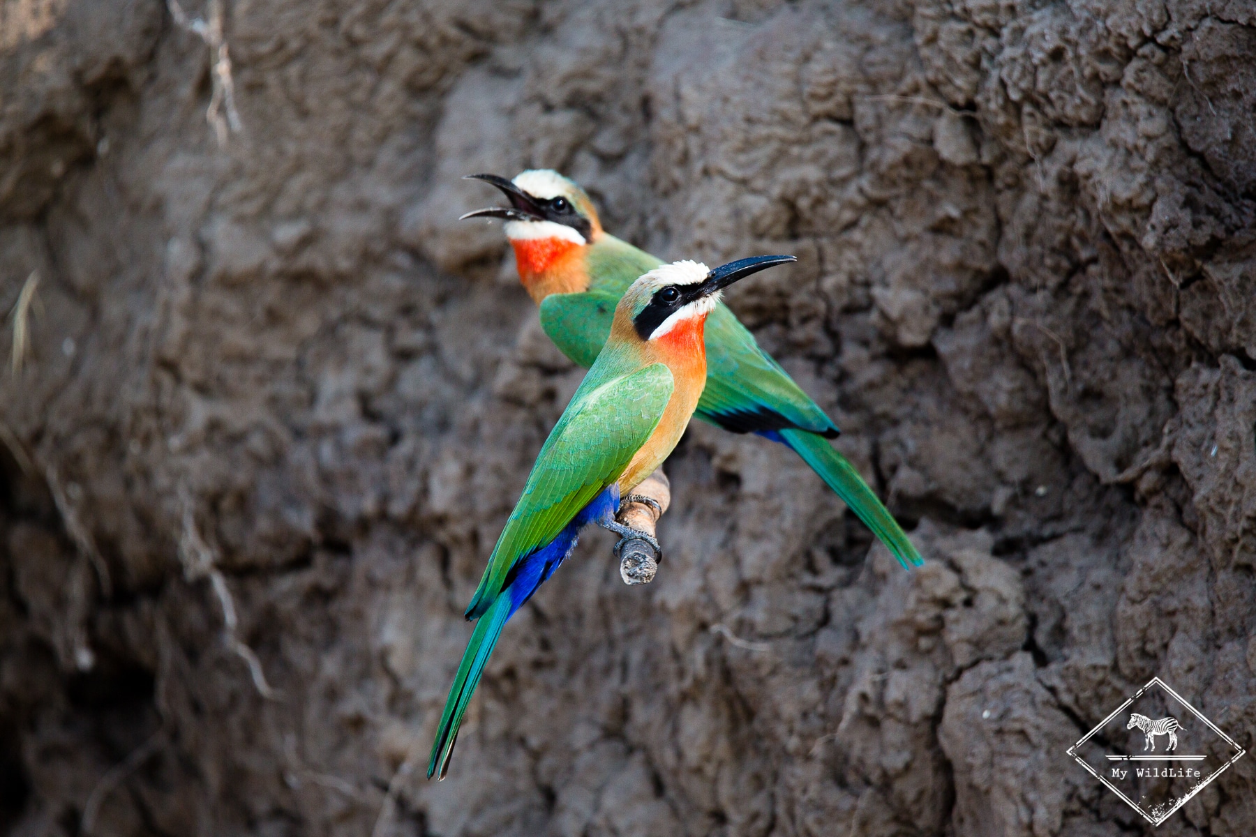 Safari ornithologique au Lower Zambezi