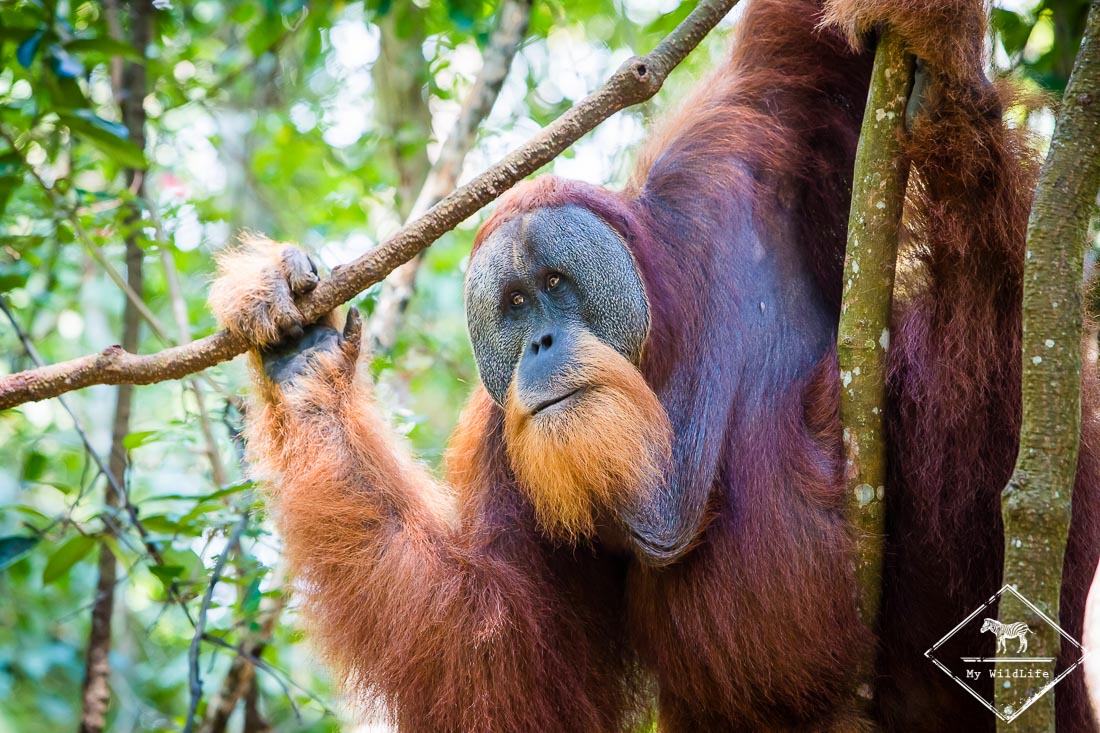 Orang-outan de Sumatra