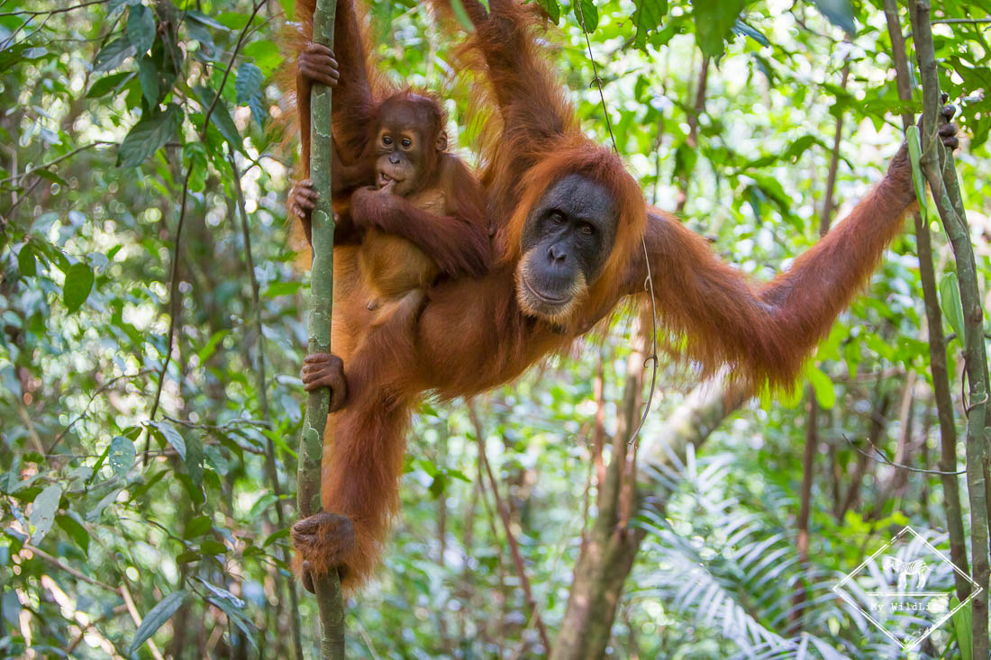 orangs-outans de Sumatra