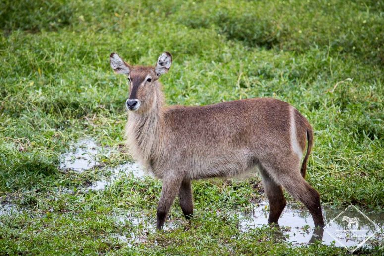 Cobe à croissant, Sabi Sands Game Reserve