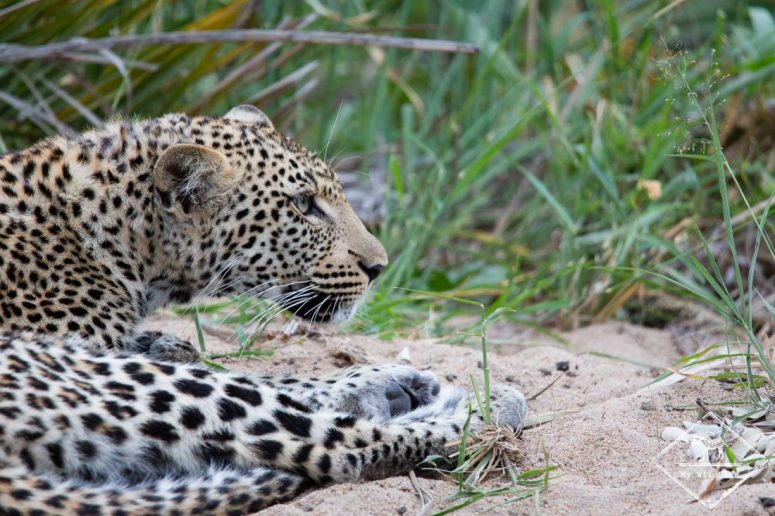 Léopard, Sabi Sands Game Reserve
