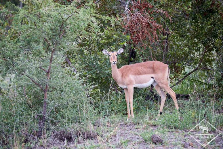 Impala, Sabi Sands Game Reserve
