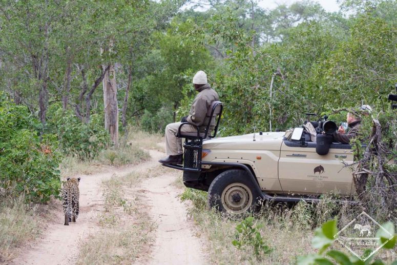 Léopard, Sabi Sands Game Reserve