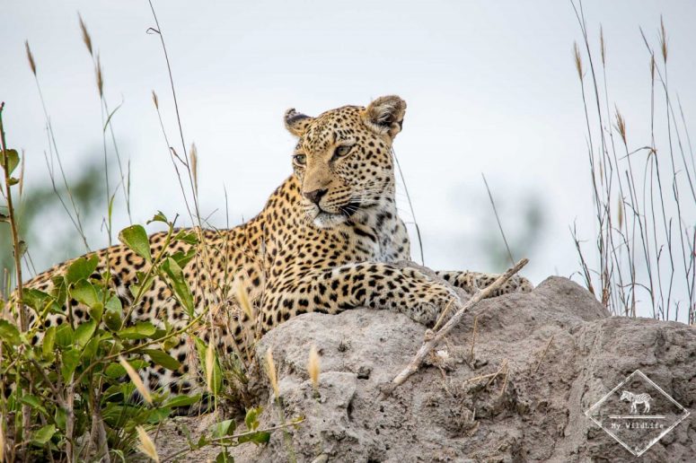 Léopard, Sabi Sands Game Reserve