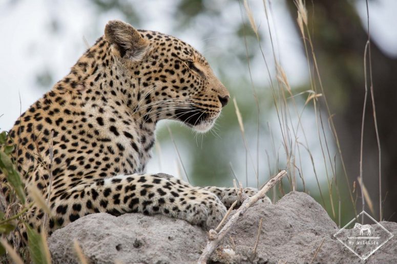 Léopard, Sabi Sands Game Reserve