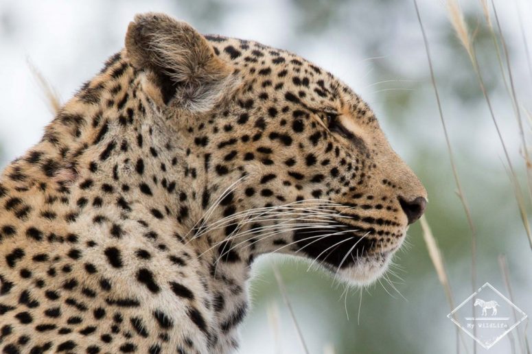 Léopard, Sabi Sands Game Reserve