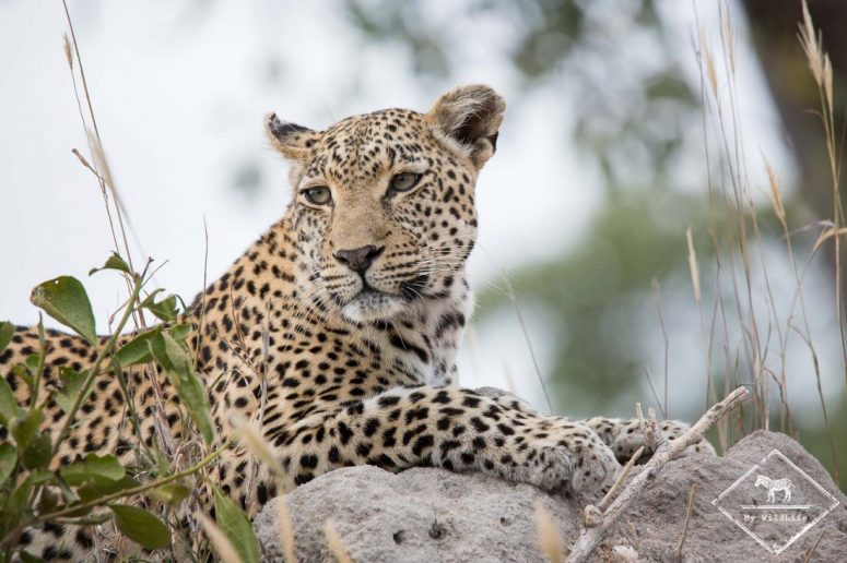 Léopard, Sabi Sands Game Reserve