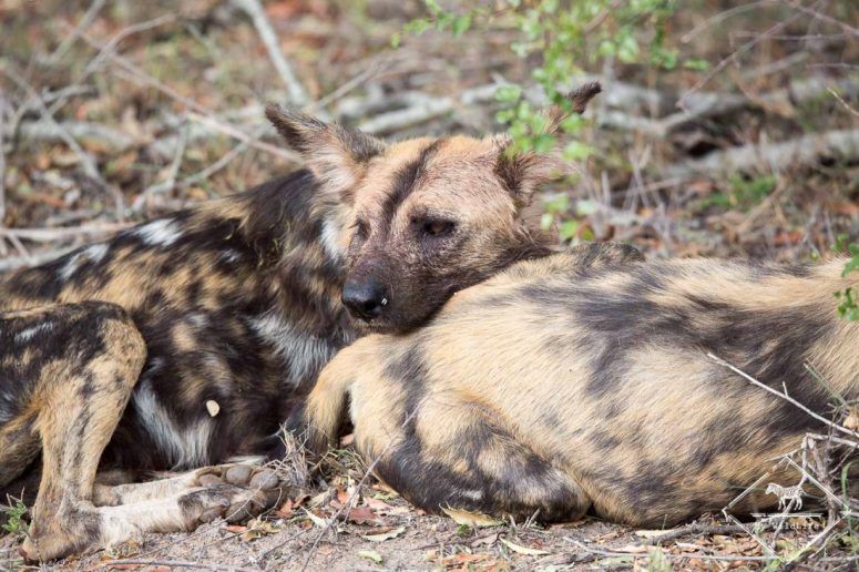 Lycaon, Sabi Sands Game Reserve