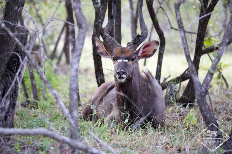 Nyala, Sabi Sands Game Reserve