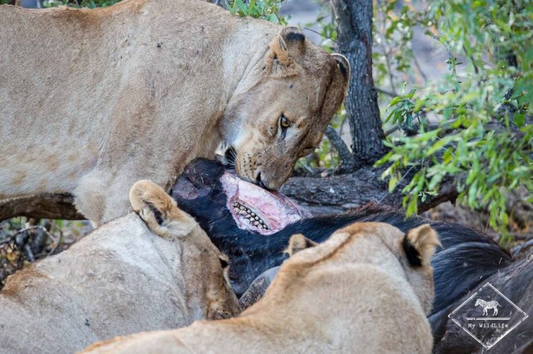 Lions à table, Sabi Sands Game Reserve