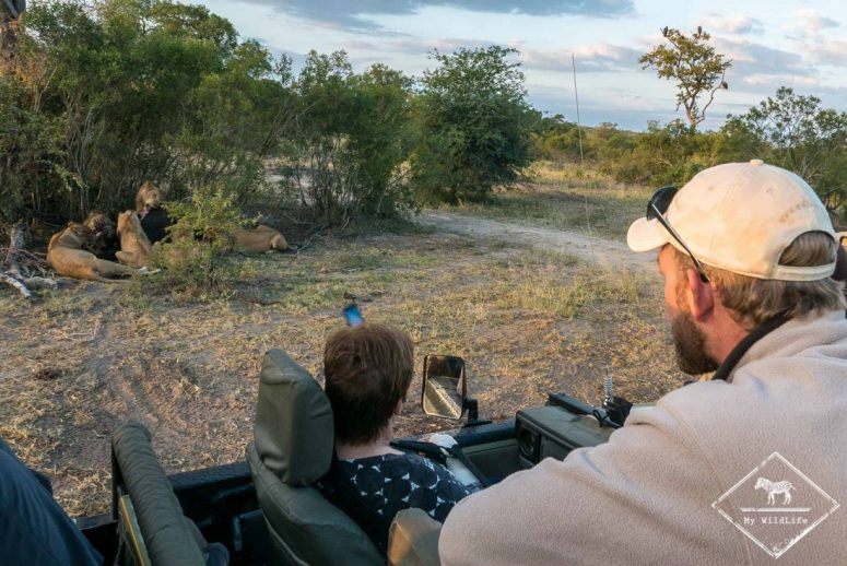Lions à table, Sabi Sands Game Reserve