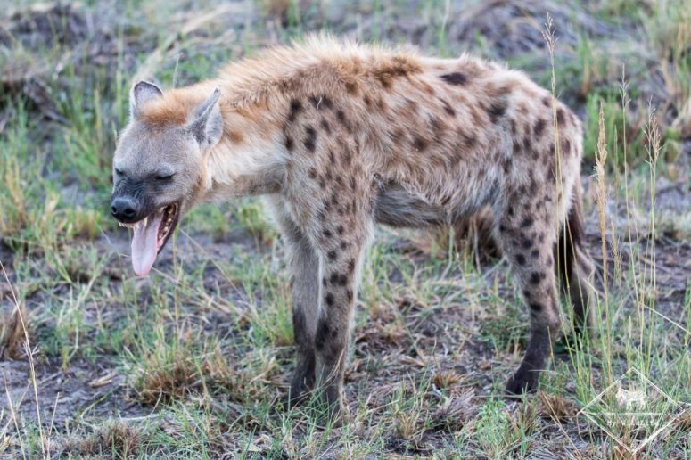 Hyène tachetée, Sabi Sands Game Reserve