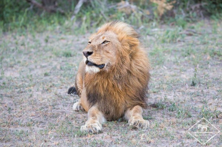 Lion, Sabi Sands Game Reserve