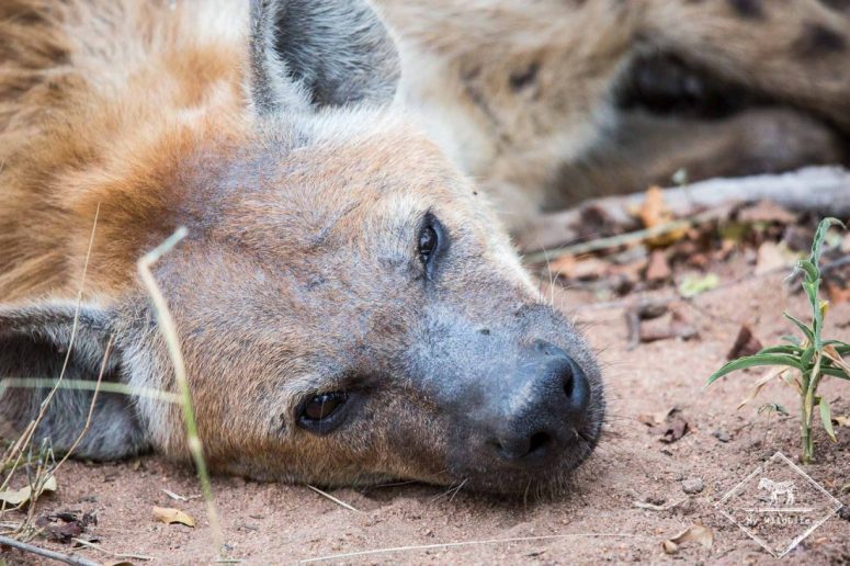 Hyène tachetée, Sabi Sands Game Reserve