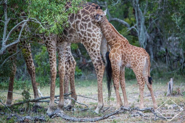 Girafes, Sabi Sands Game Reserve