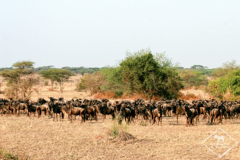 Migration des Gnous, Serengeti