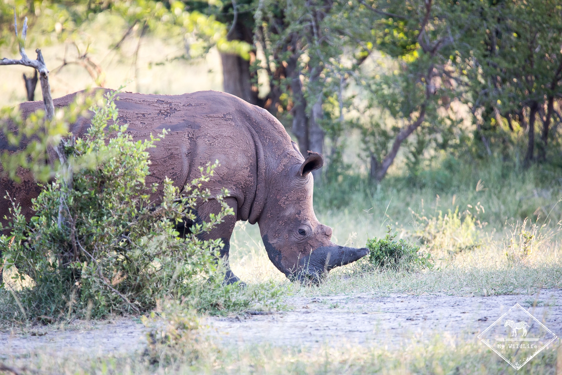 rhinocéros blanc, parc national Mosi Oa Tunya
