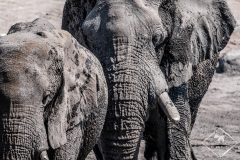 Les animaux de Namibie en 50 photos