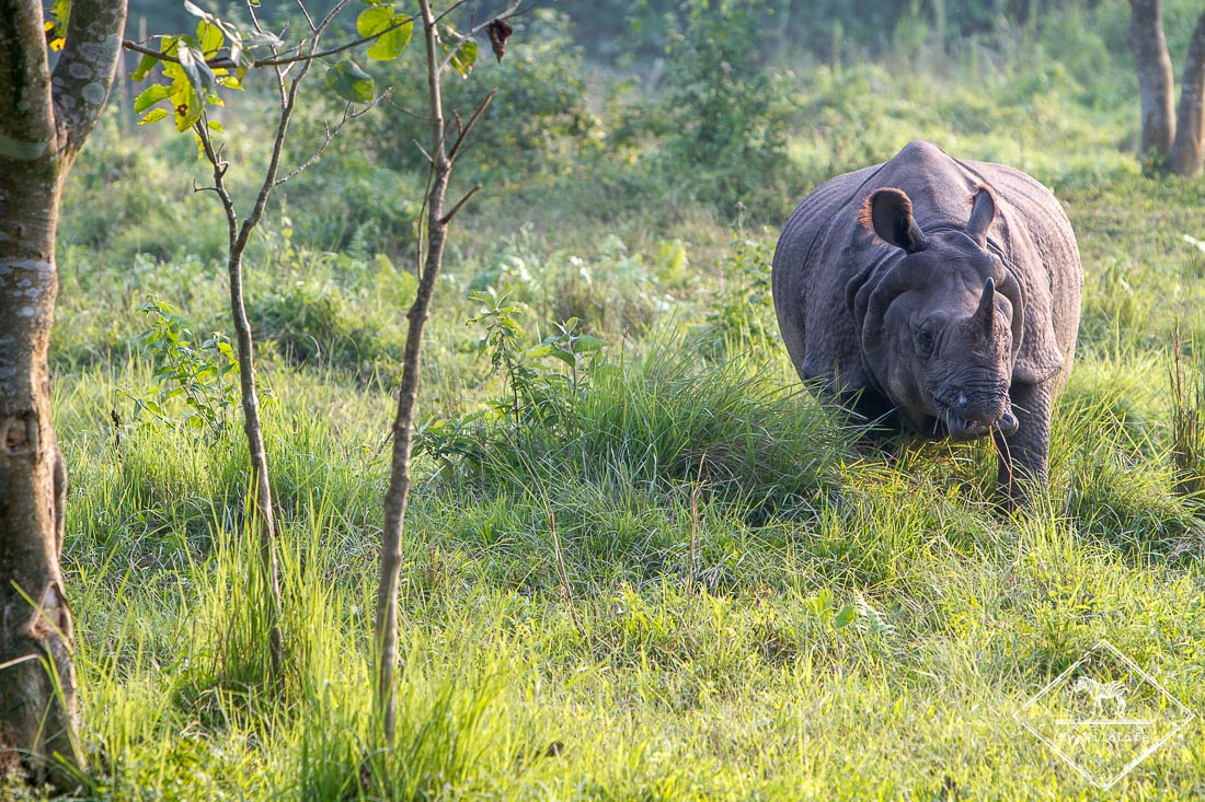 Rhinocéros, Chitwan