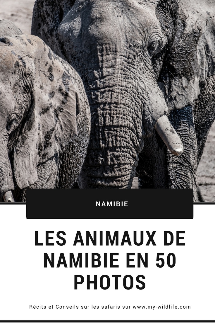 animaux de Namibie