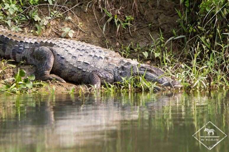 Crocodile - Chitwan