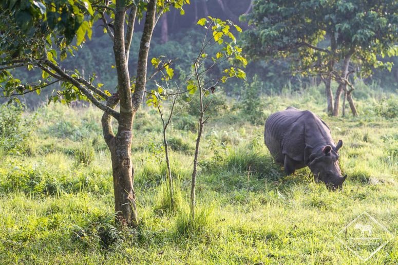 Rhinocéros - Chitwan