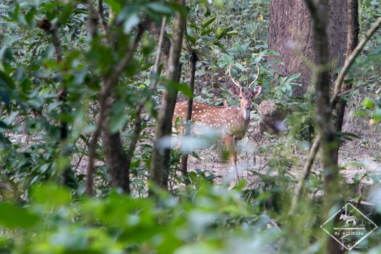 Cerf axis - Chitwan
