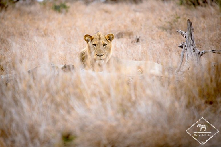 safari dans le Kruger - lion