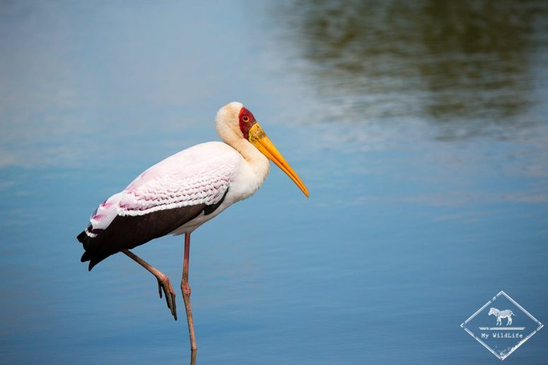 Safari dans le Kruger - Tantale ibis