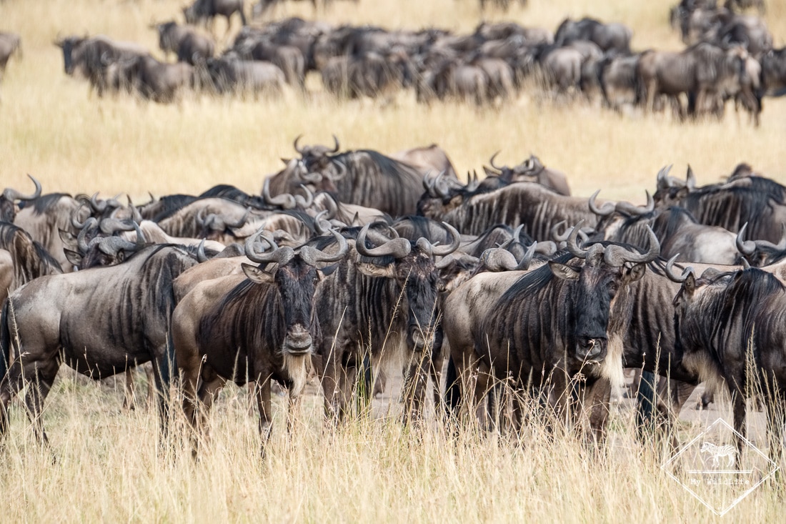 Migration des gnous à Masaï Mara