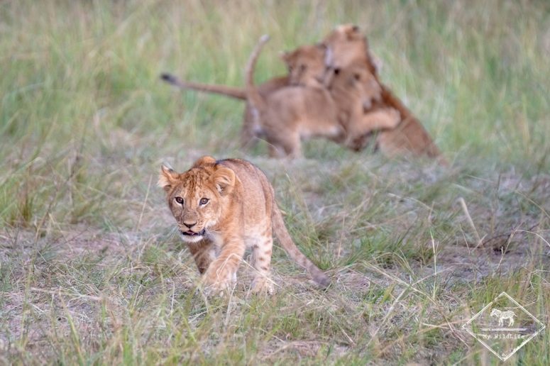 Safari à Masaï Mara