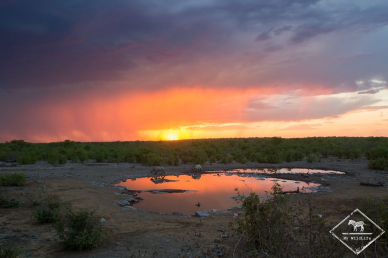 Waterhole d'Halali, parc national d'Etosha, Namibie