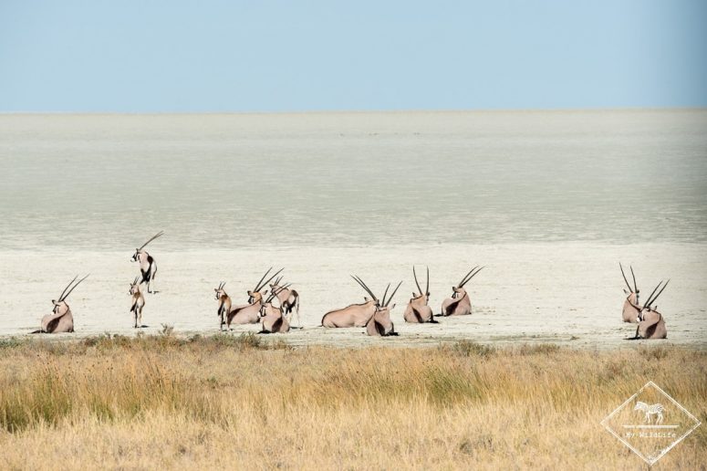 Oryx, , parc national d'Etosha, Namibie