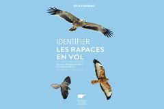 Identifier les rapaces en vol