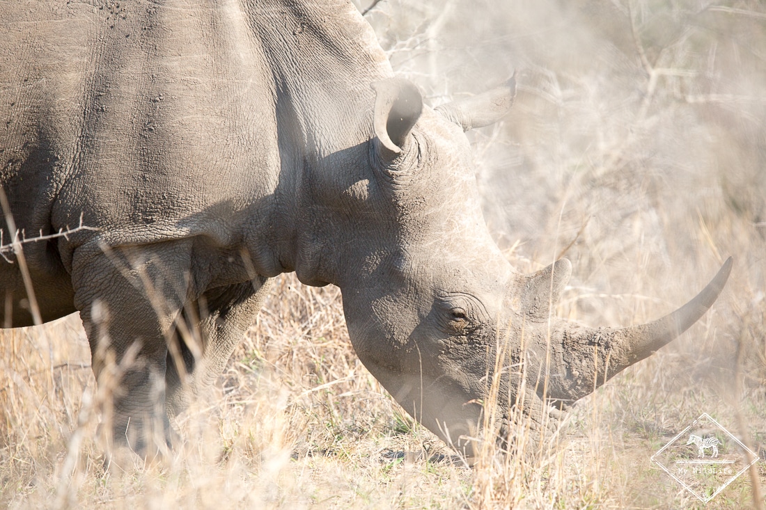 Rhinocéros blanc, Imfolozi-Hluhluwe