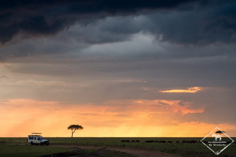 7 raisons de partir en safari au Masaï Mara
