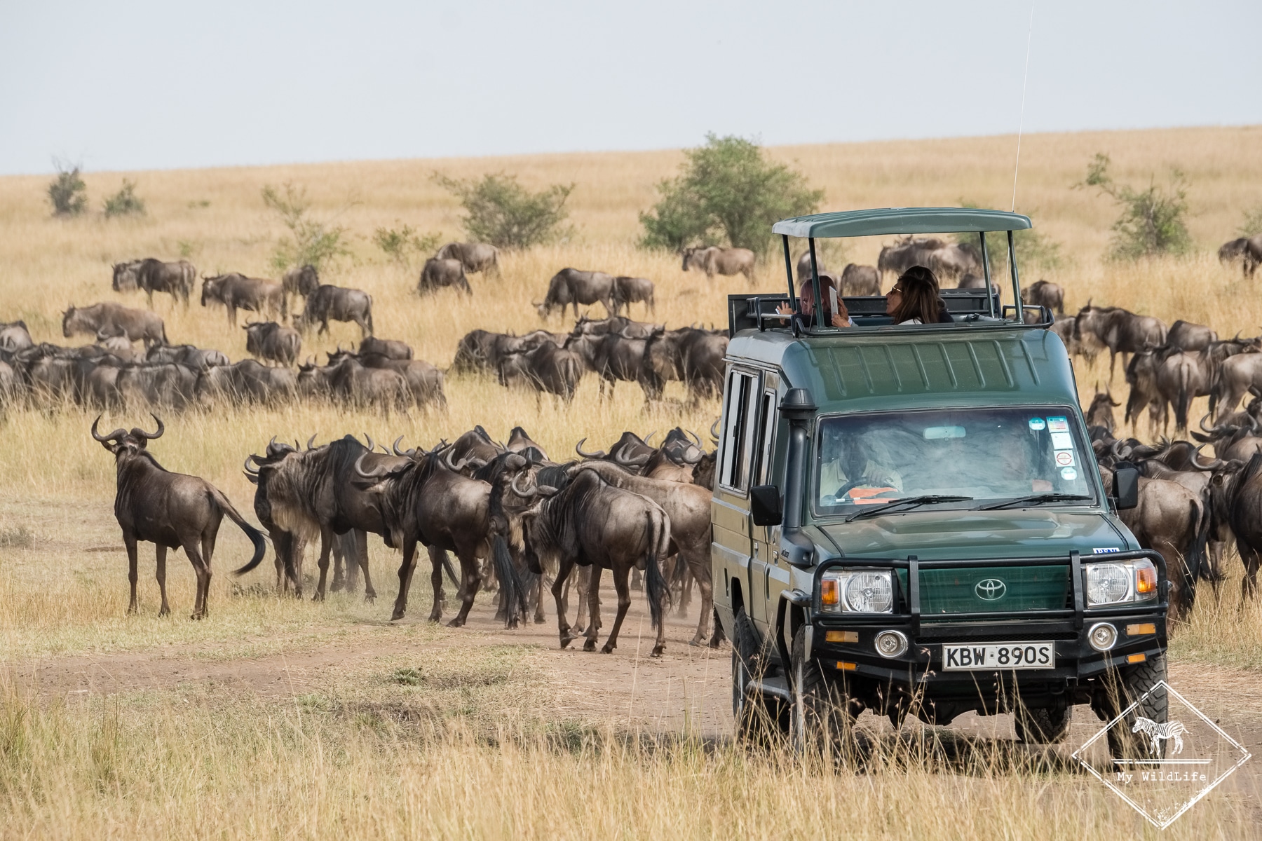 safari au Masaï Mara