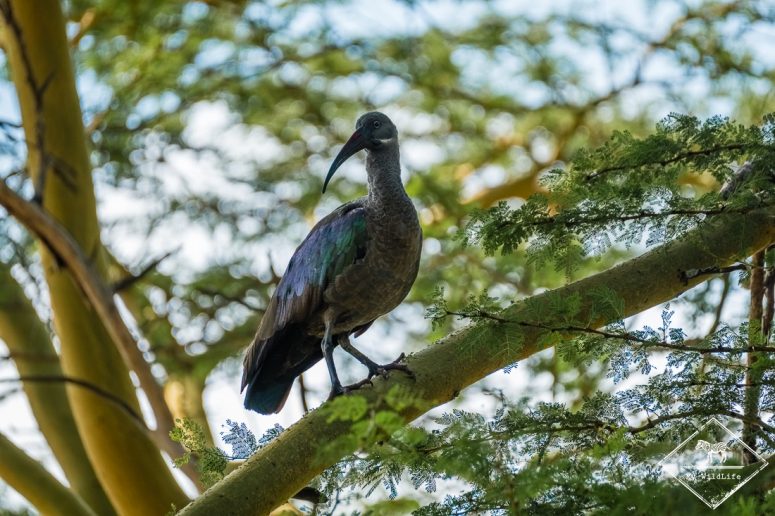 Ibis haguedash, parc national Nakuru