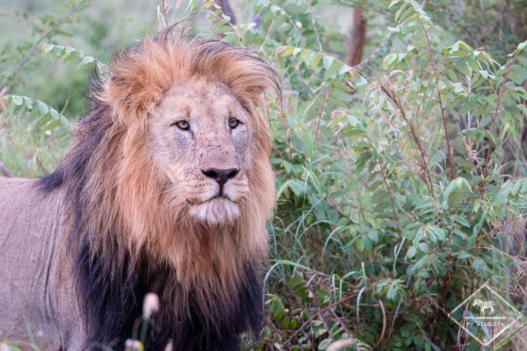 Safari dans la Madikwe Game Reserve