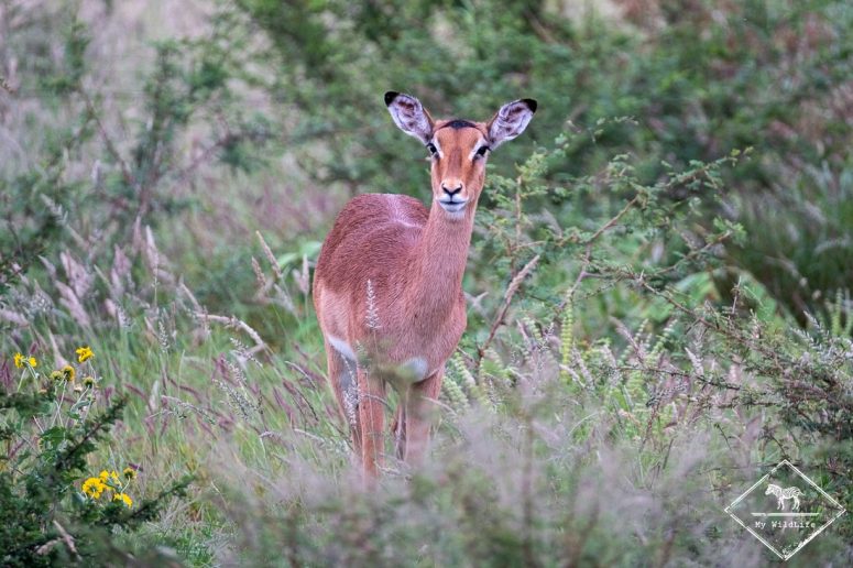 Femelle impala, Madikwe Game Reserve.