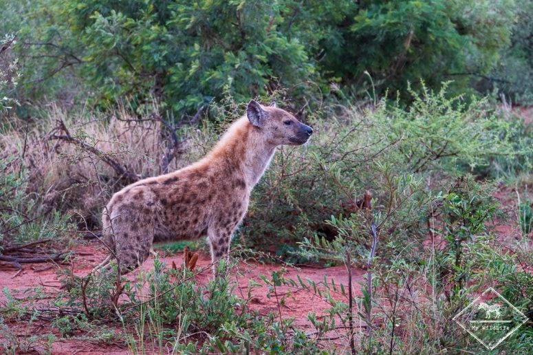Hyène tâchetée, Madikwe Game Reserve.