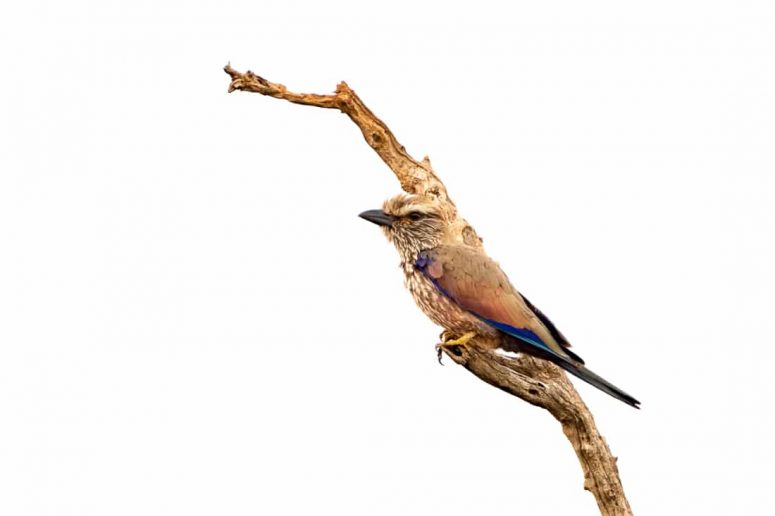Rollier varié, Madikwe Game Reserve.