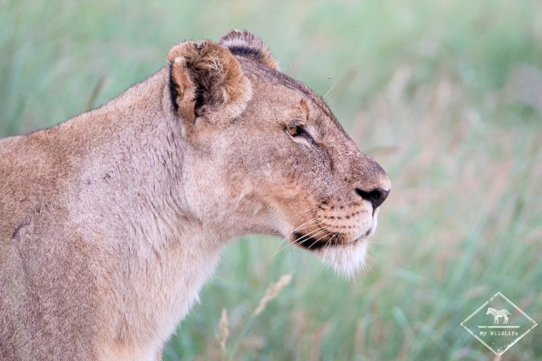 Lionne, Madikwe Game Reserve.