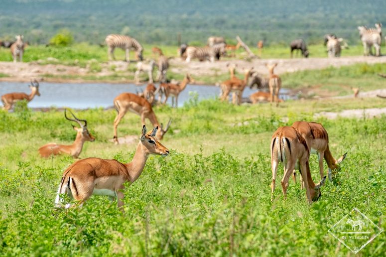 Impalas et zèbres autour d'un point d'eau, Madikwe Game Reserve
