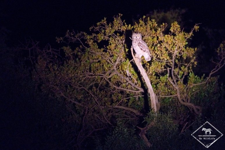 Grand duc d'Afrique, Madikwe Game Reserve.